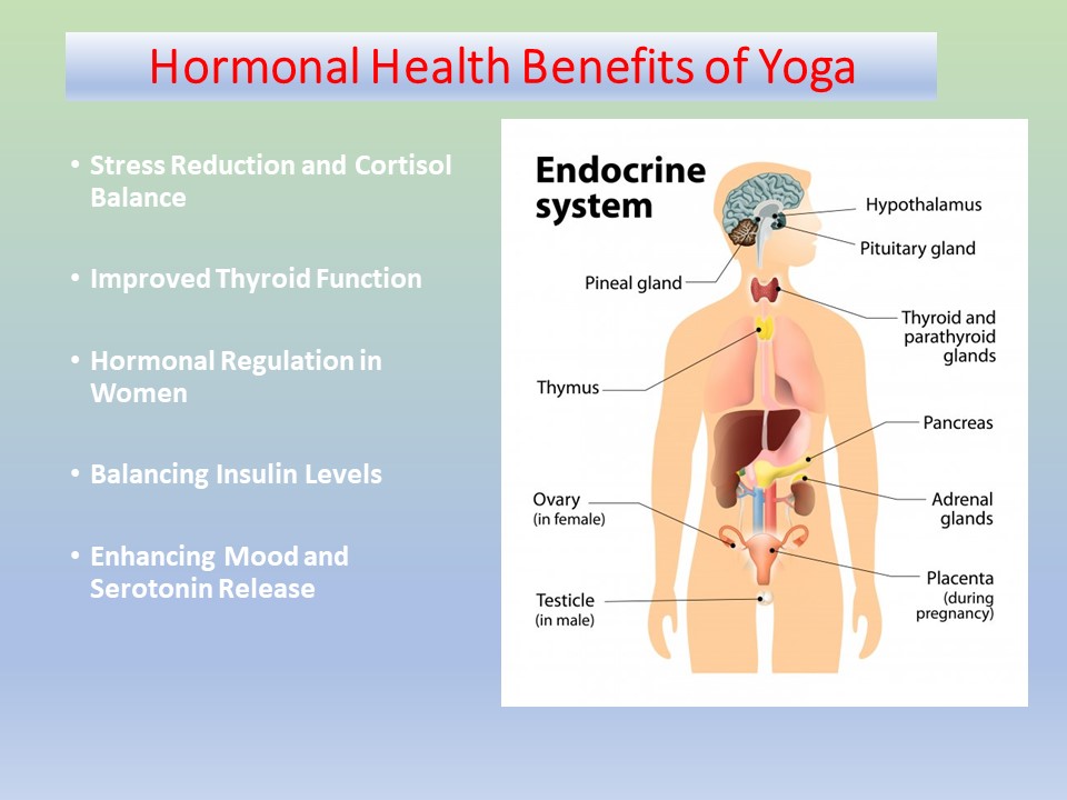 image describes hormonal glands on humans and hormonal benefits of Yoga